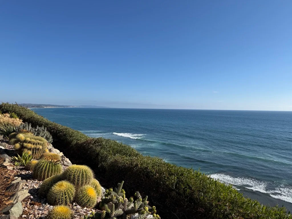 Ocean view from a bluff lined with cacti and coastal plants
